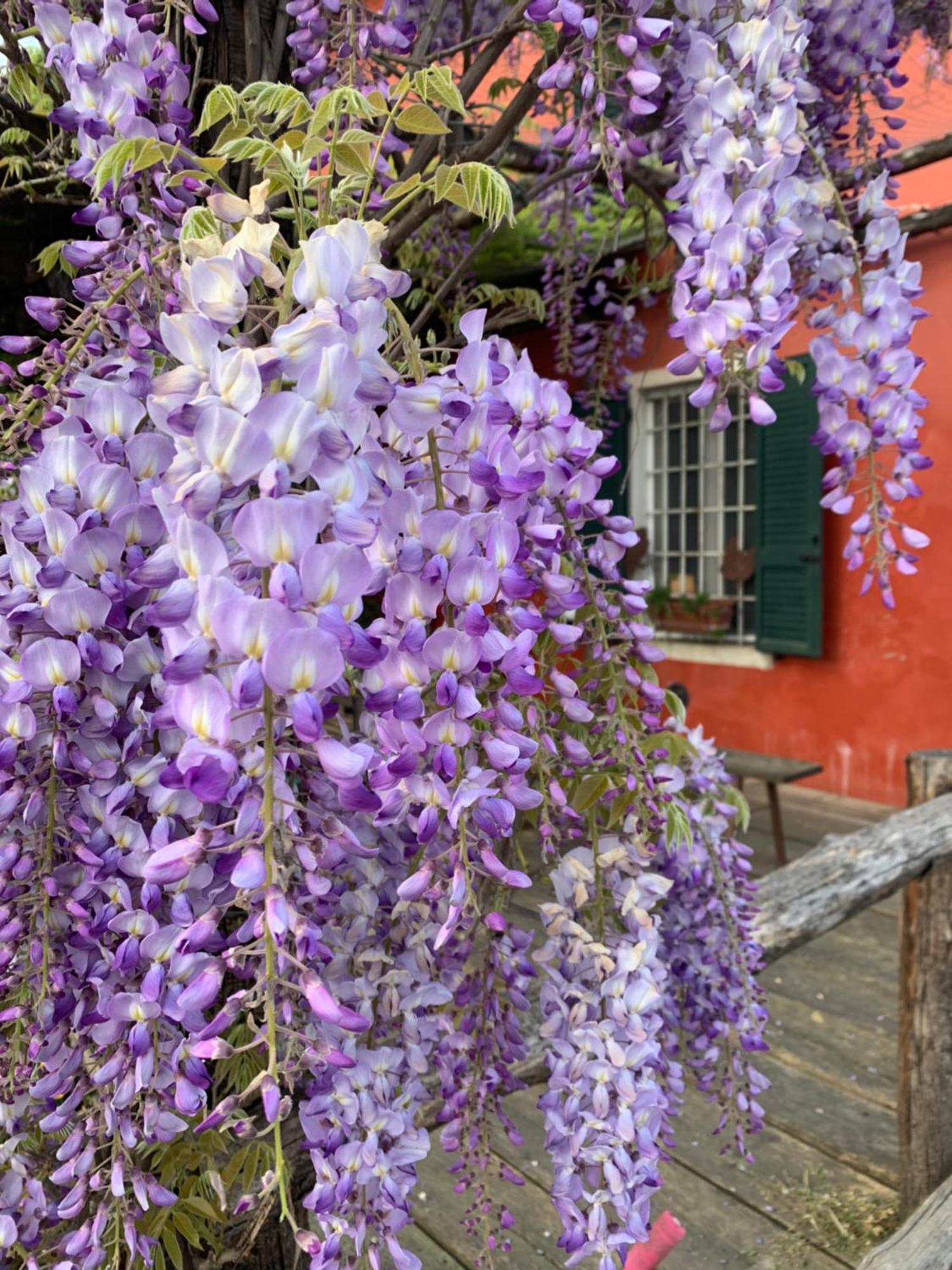 Fattoria Amelia Villa Santa Caterina  Eksteriør billede